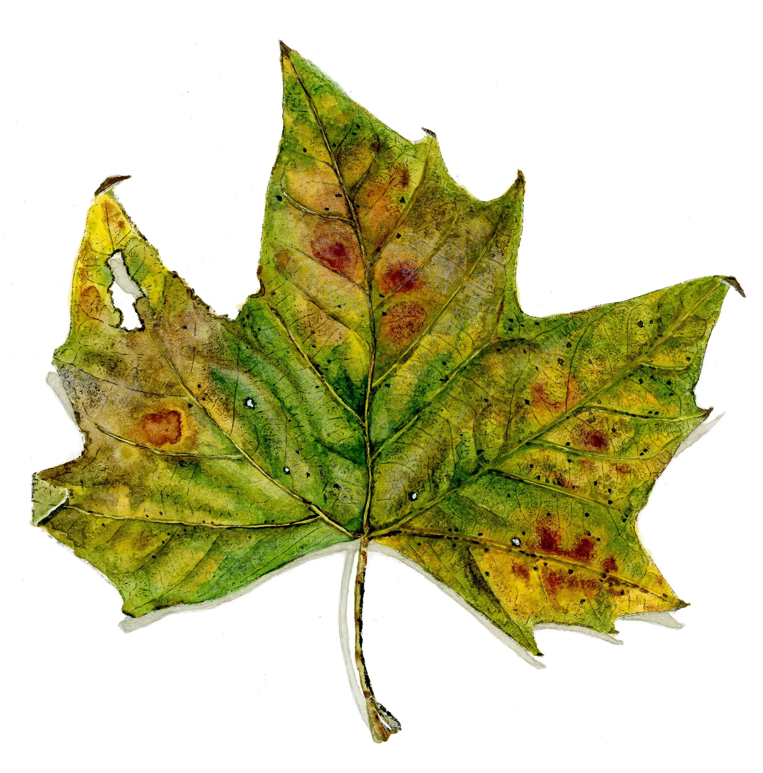 leaves of color — titilayola prints
